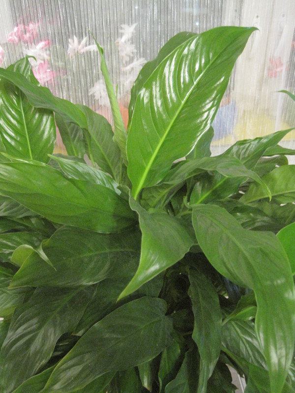 Спатифиллум Шопен