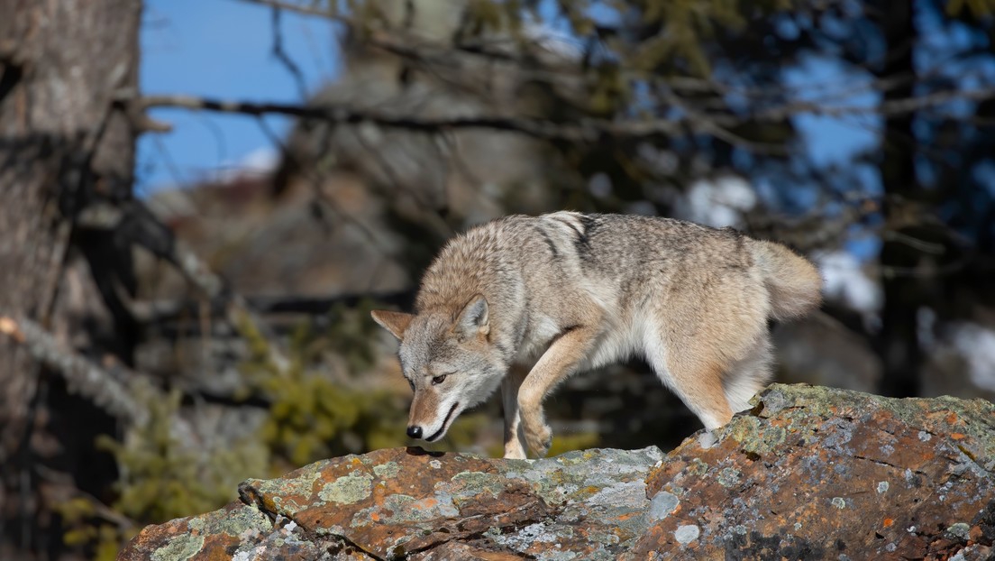 Hombre que congeló animales vivos enfrenta cargos por crueldad animal