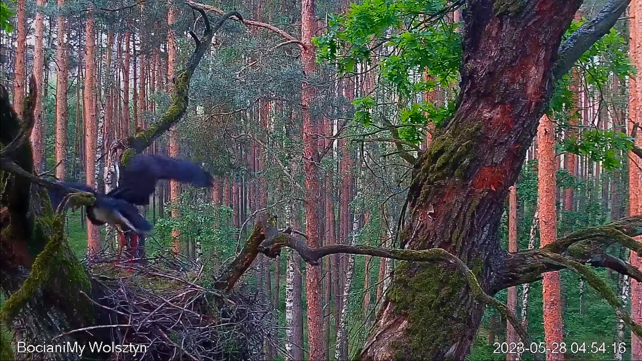 Zrzut ekranu (14562)