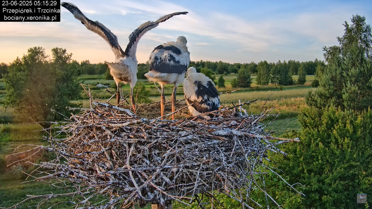 23062025bociany6
