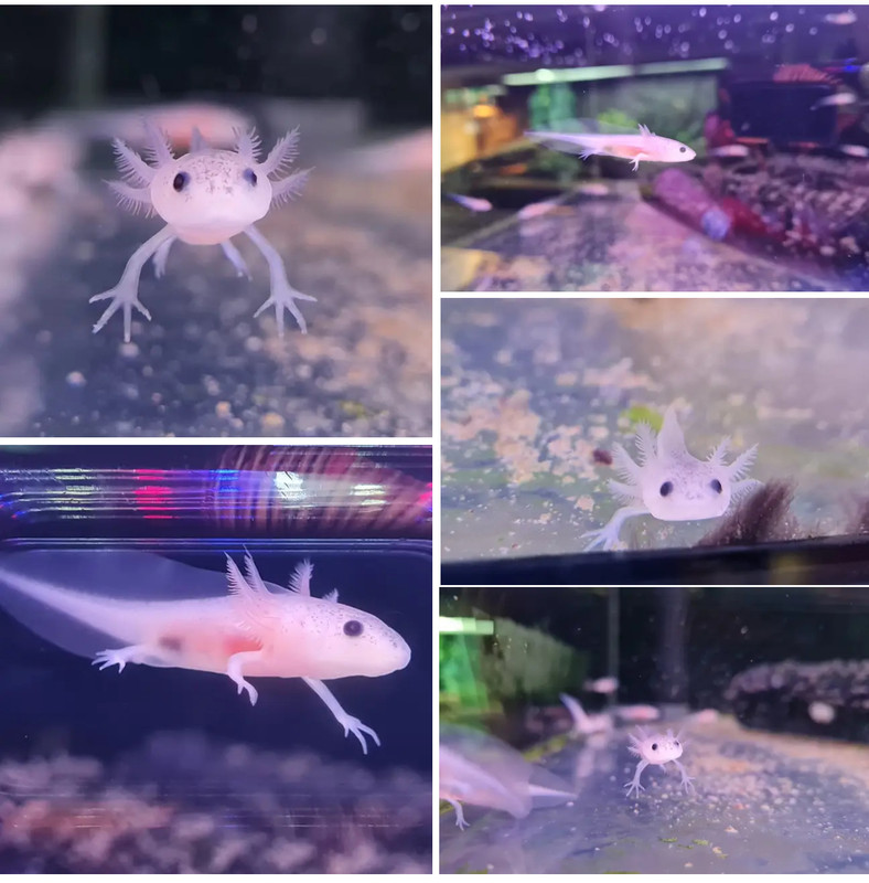 The creature. A juvenile alien even