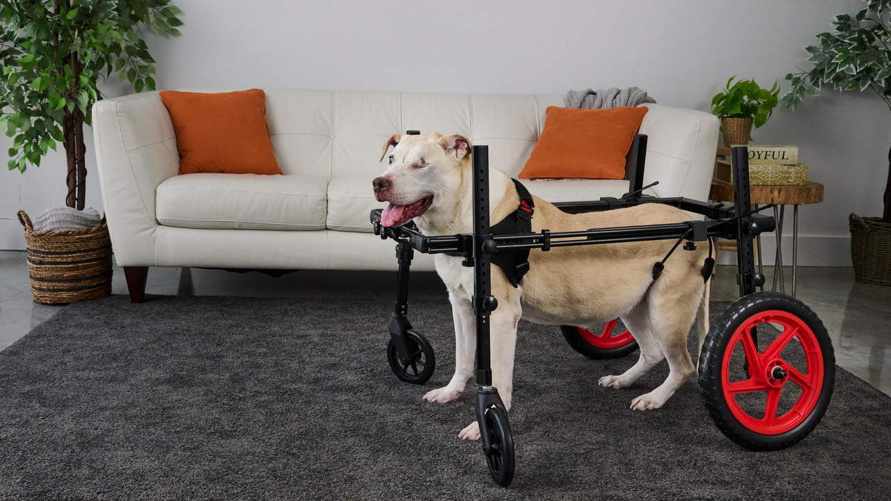 Best Friend Mobility Rear Support Wheelchair 2.0 Large