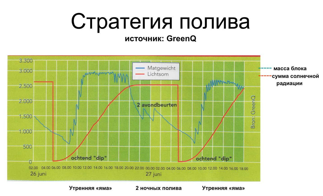 Стратегия полива каллистемона секреты процесса