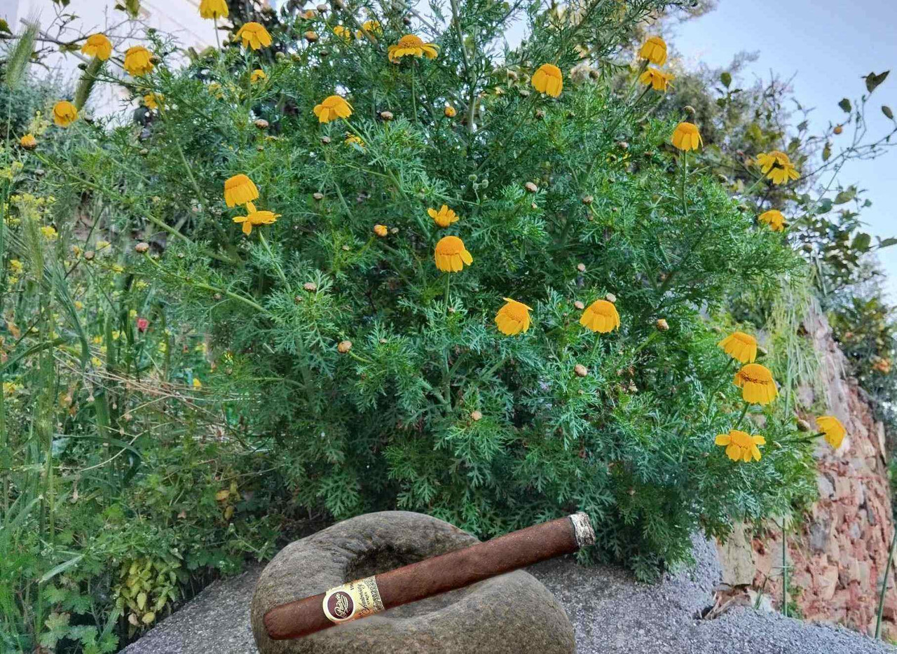 padron 1964 superior maduro