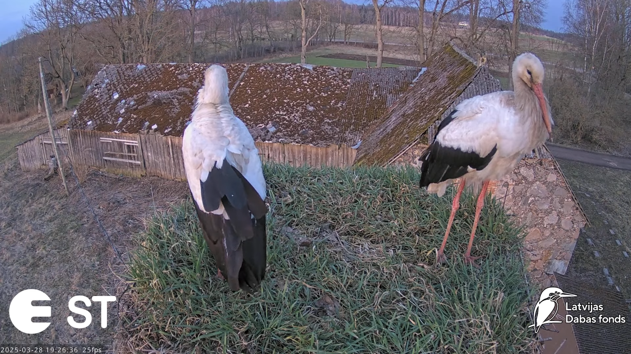 (16) Baltie stārķi (Ciconia ciconia) Tukuma novadā __ White storks in Tukums, Latvia - YouTube - 875