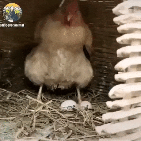 daily-gifdump-3382-04.gif
