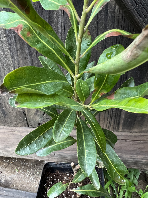 97939B4D-4347-4E11-9A35-309EB32132EF