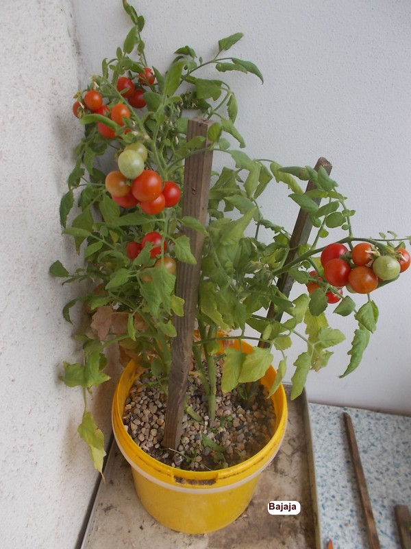 Bajaja Vladimir Gross 2025 0726