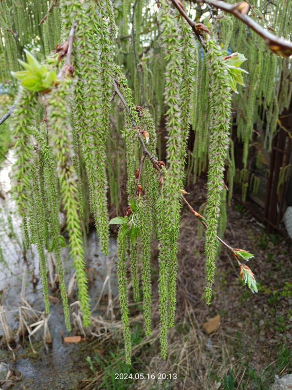 IMG20240516201345.jpg