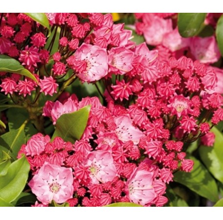 Kalmia latifolia Kardinal1-456x449