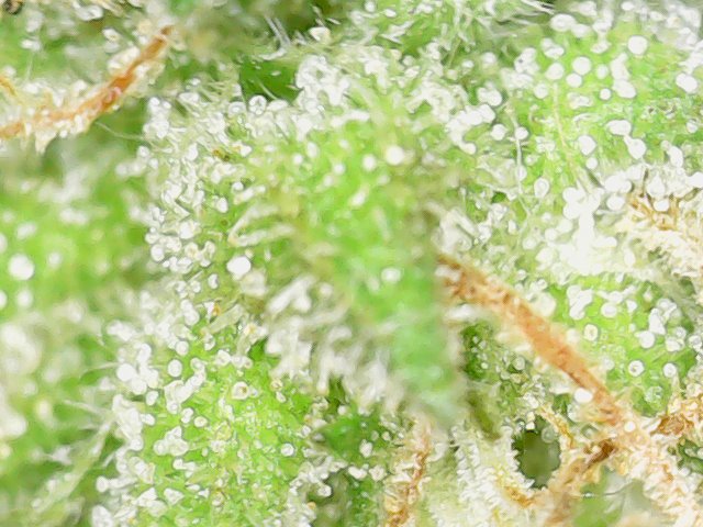 Snapshot@2021_1101_162216