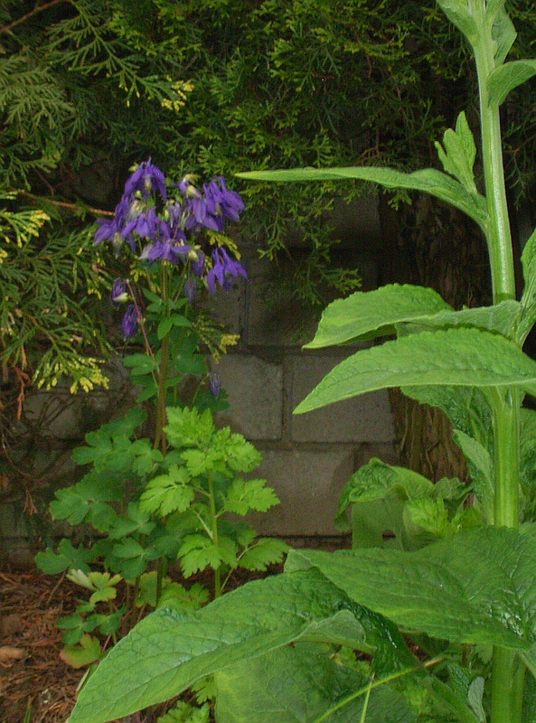 2005Garten 20052013_2