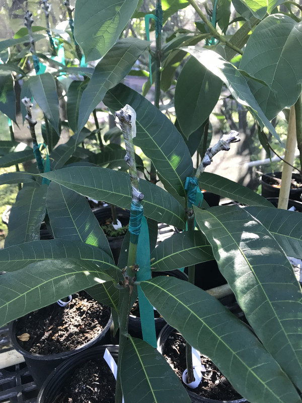 FFMangoes7