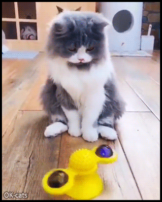 Funny-Cat-GIF-Fluffy-cat-got-a-little-dizzy-He-takes-a-nap-until-its-toys-stops-spinning-haha.gif