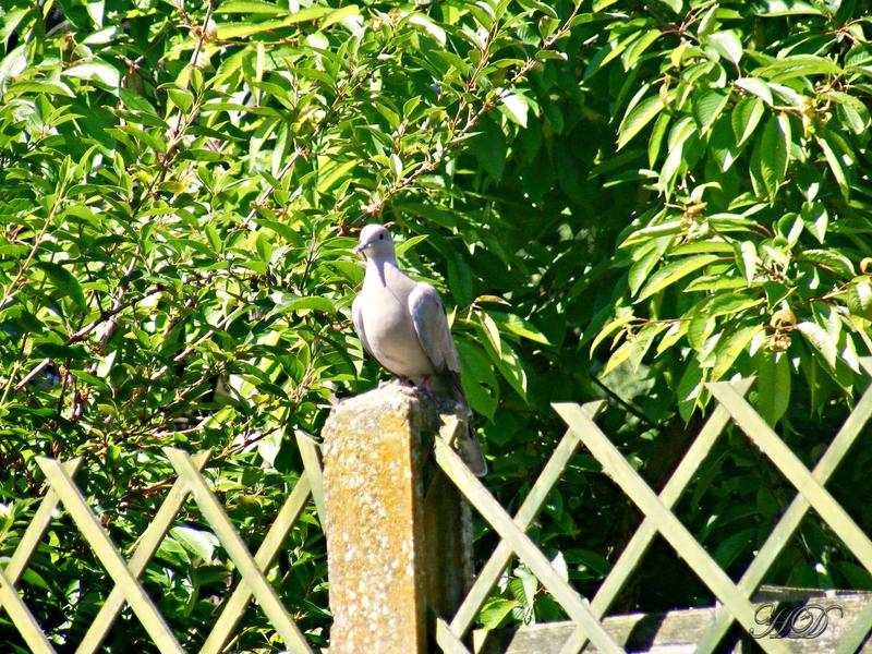 animal-pigeon-garden-fence-HD.jpg