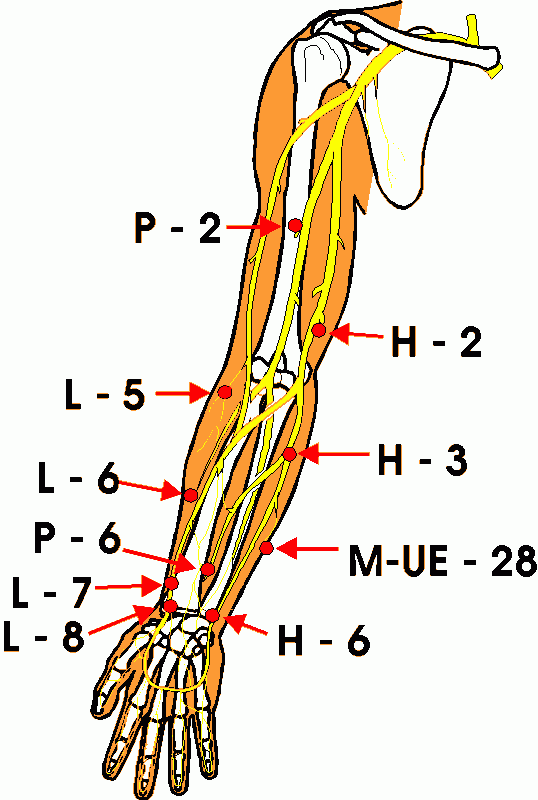 arm-pressure-point-1.gif