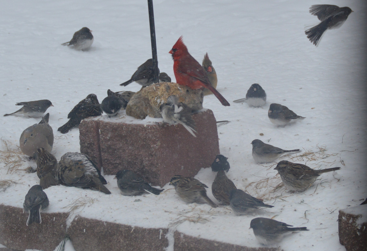 2021-2-15 Birds (5)