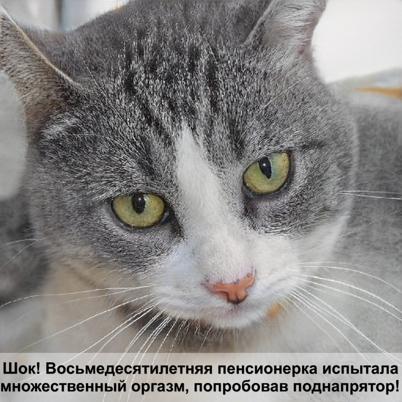 как назвать кошку британской породы