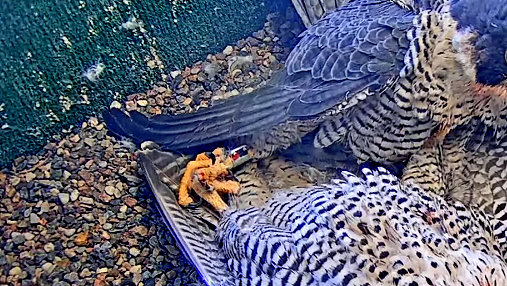UW Oshkosh Peregrine - Pagina 2 Przechwytywanie-w-trybie-pe-noekranowym-11-02-2023-001052-001