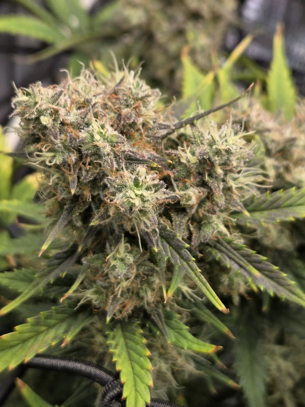 Messenger creation 62B595EE 9DE2 4812 88A1 3A2C3CEEC677