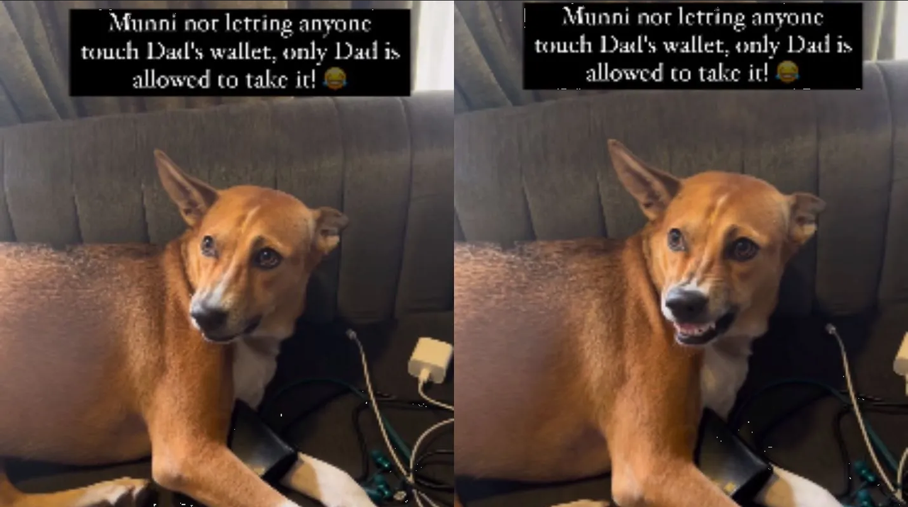 Perrito se negó a darle su billetera a su amo y se hizo viral