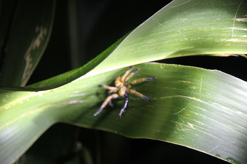 DE TORTUGAS Y PEREZOSOS. COSTA RICA 2019 - Blogs de Costa Rica - DIA 11: TIROLINAS EN MONTEVERDE Y TOUR NOCTURNO POR LA SELVA (53)