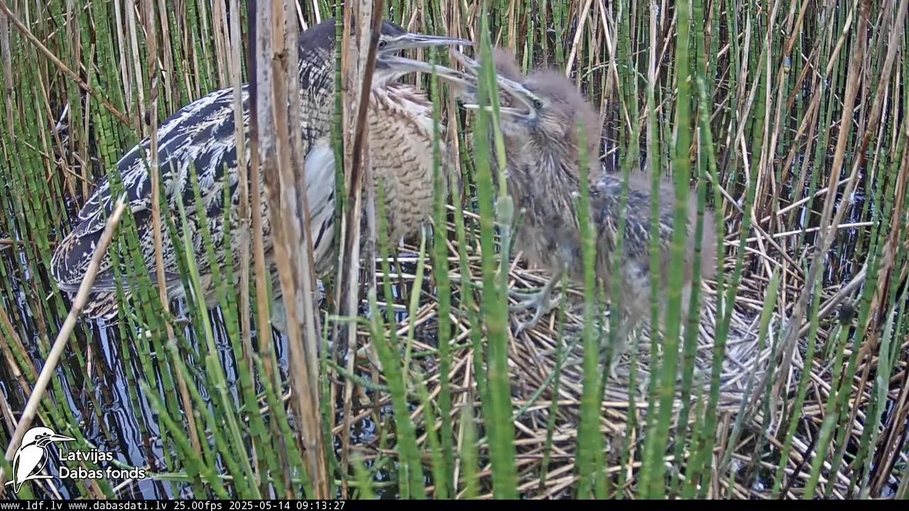 LDF Lielais dumpis (Botaurus stellaris) Zemītes pagastā 11-33-58 screenshot