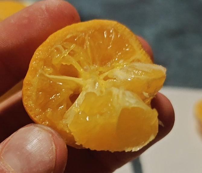 Citrus Sunki x PT