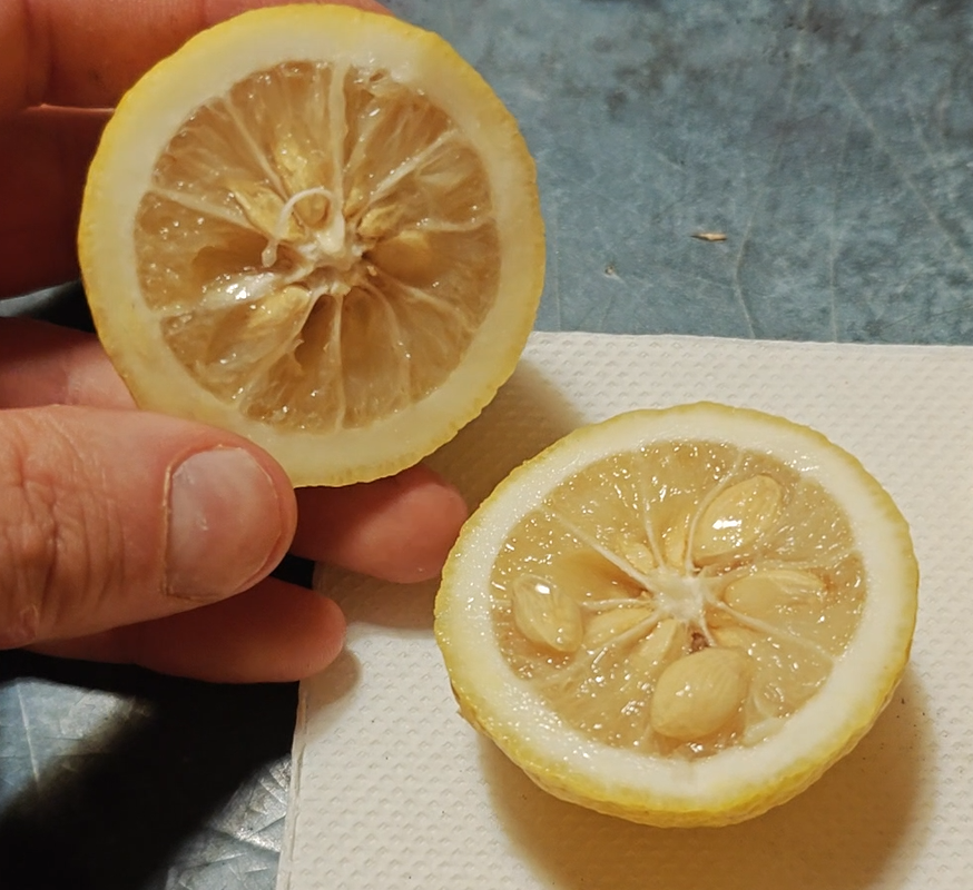 Citrus Tri Voss