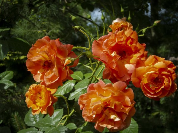 Роза Парковая Вестерленд Как вырастить и ухаживать за этим красивым растением