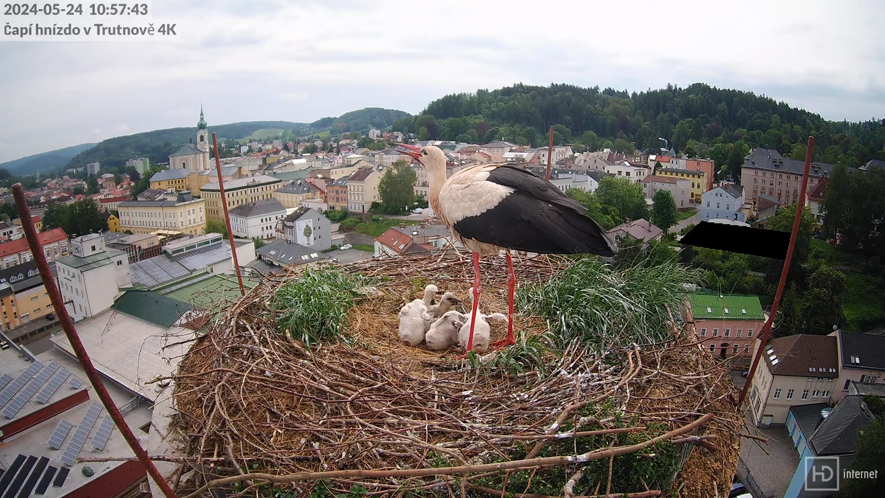 Tiešraidē no stārķa ligzdas uz alus darītavas skursteņa Trutnovā 6-49-56 screenshot
