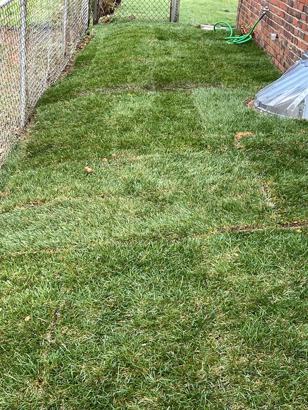 How to know if you are over or underwatering new sod | Lawn Care Forum