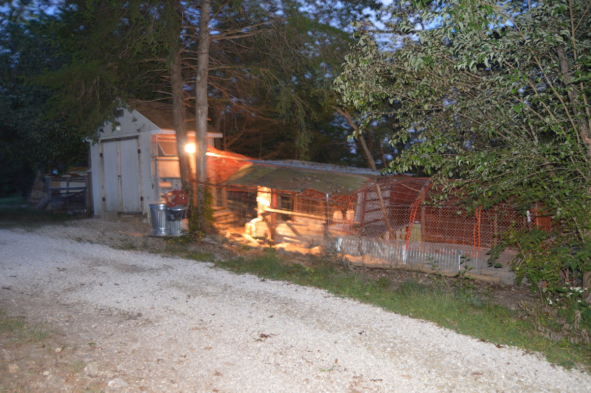 2015-9-9 Chickens (1)