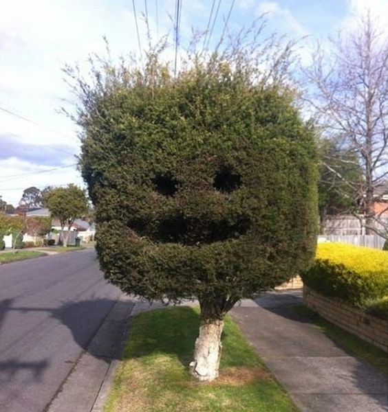 facetree.jpg