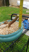 IMG-20200328-WA0036