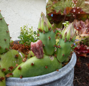 Opuntia humifusa P1070466