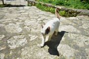 Agia-Eirene-(5)