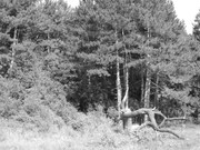 ADP System Pancharevo 2009 (24)