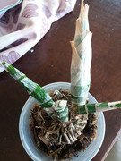 WhatsApp Image 2020-04-16 at 22.35.59