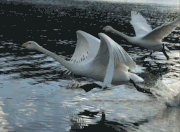 天鹅水面起飞-原始