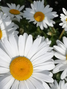 Hi-res-camomile-flowers