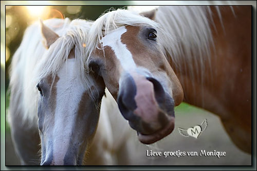 Twee-paardjes.jpg