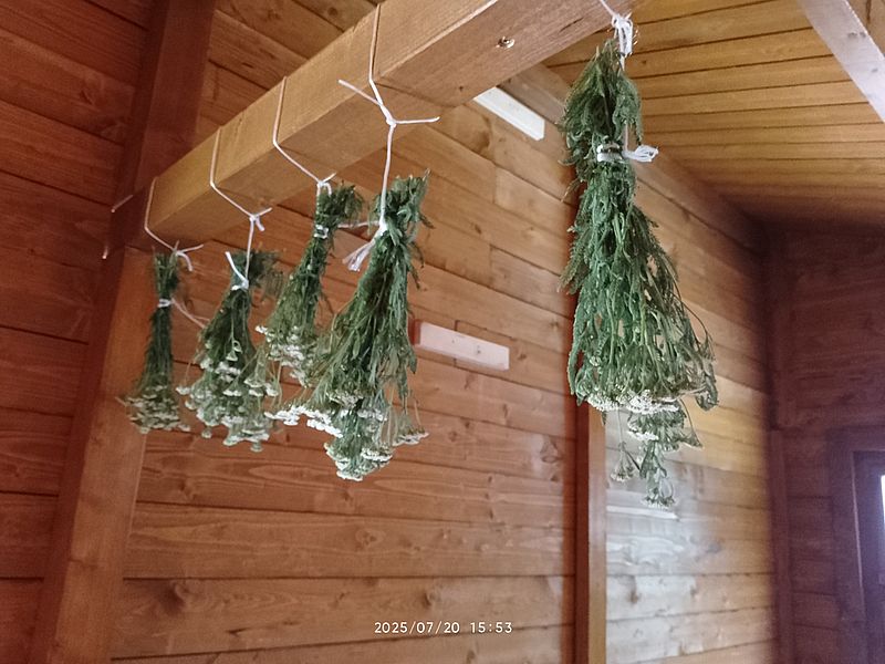 https://i.postimg.cc/jd0bPpvF/cickafark-szuret-20250720.jpg