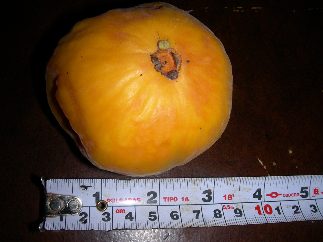 Eugenia stipitata ssp sororia 1