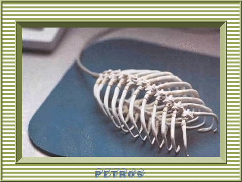 4269-20091116-e24056.gif