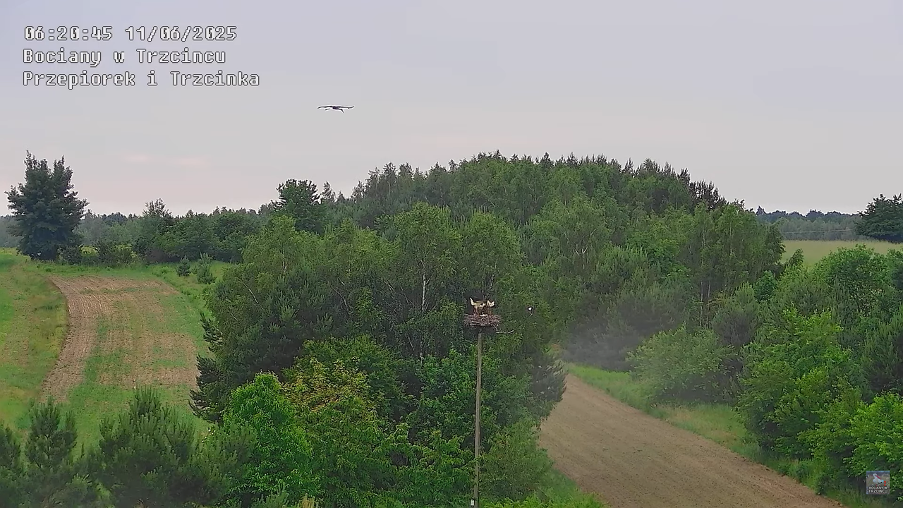 11062025bociany12