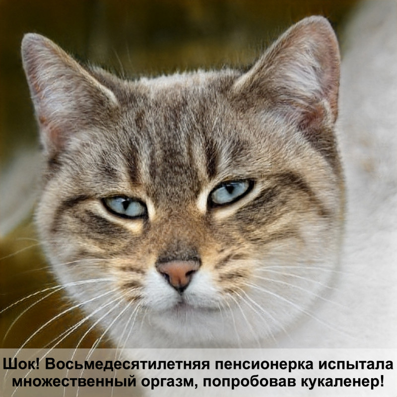 яйца блох у кошек