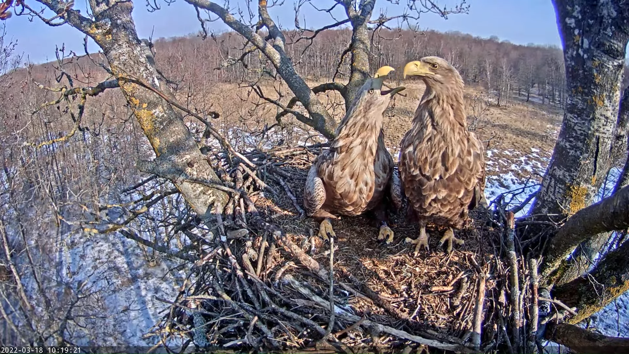 Merikotkas__Haliaeëtus albicilla 10-24-55 screenshot