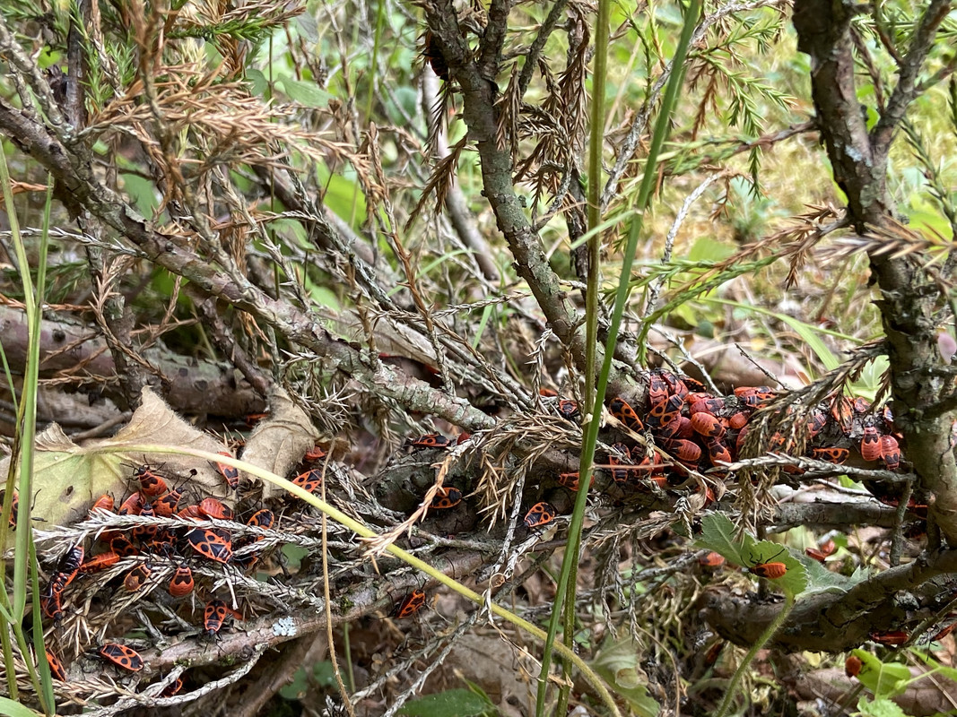 012BB2E6-806E-41D0-8CCA-C2FD73847E5D