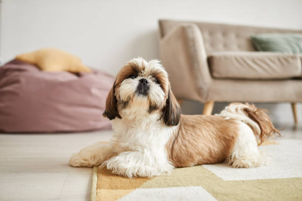 Dog Shih Tzu Adoption